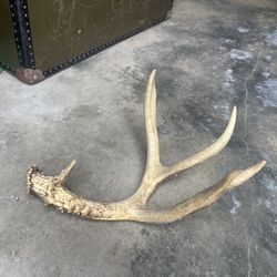 Deer antler decor - authentic