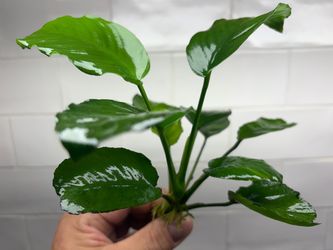 Anubias Nana aquarium plant