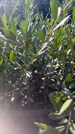 Dwarf Olive. Liners /plants