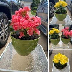Rieger begonis each pot$15