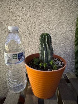 Euphorbia Trigona African Milk Tree Cactus