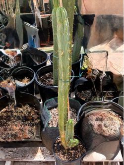 San Pedro cactus for sale