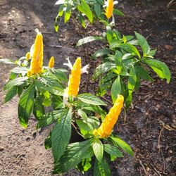 Cola De Camaron Planta.con  Flores