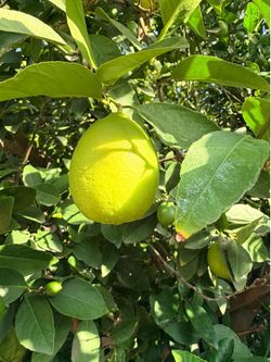 Mexican key lime