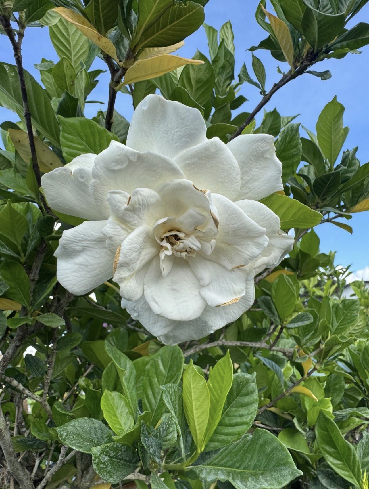 đ¤ Plant: Gardenia