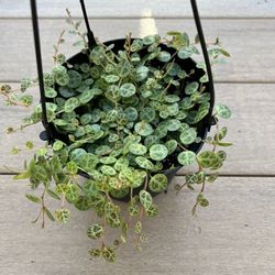 String of turtles, live peperomia plant comes in a 6” nursery pot. Check profile for more plants 