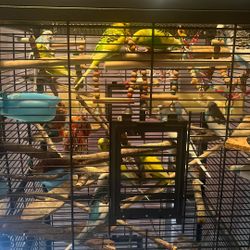 Pajaritos  Australianos  