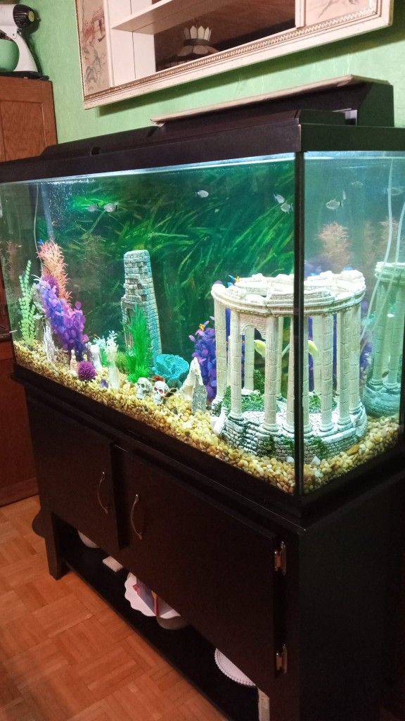 50 gallon Fish Tank for Sale in Broadalbin, NY OfferUp