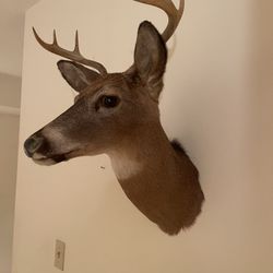 Whitetail Buck