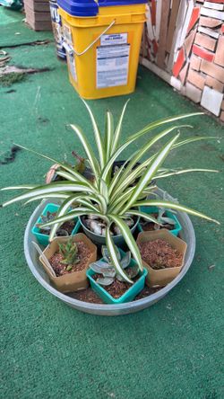 Succulent  8 PCs  w/spider plant
