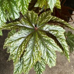 Starleaf “Pegasus” Begonia 