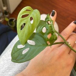 Monastera Andansonii 