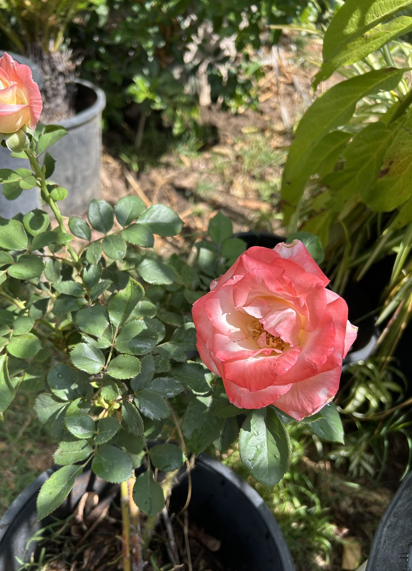 Rose May Riverside Roses Plants for Sale in Riverside, CA - OfferUp