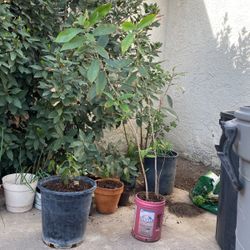 Philippine Duhat Tree