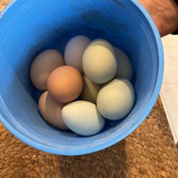 Fértil Chicken Eggs 20$ A Dozen Aracana, Rode Ilande Red And Other Kinds