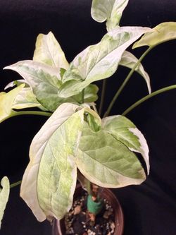 Syngonium Bundle
