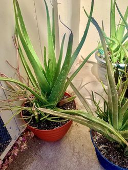 Aloe Vera Plants And Fire Stick Plants