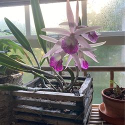 Blooming Orchid in Basket