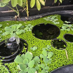 Giant Duckweed
