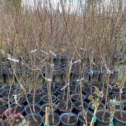 Fruit Trees Rose Trees Shade Trees Palm Trees 