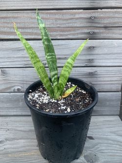 Sanseveria Snake Plant