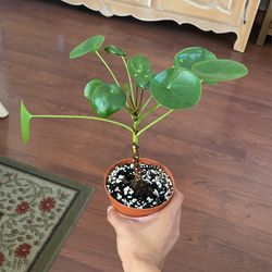 Chinese Money Plant