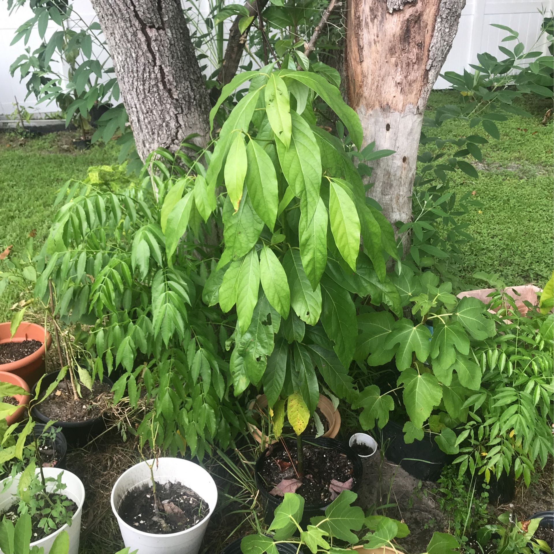 Avocado Tree
