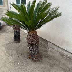 Sego Palm