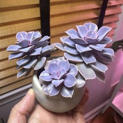 Mini Live Succulent 
