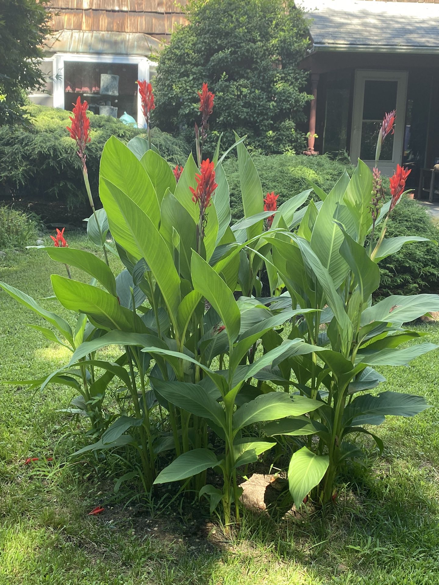 Plant Bulbs Red Canna Lillies