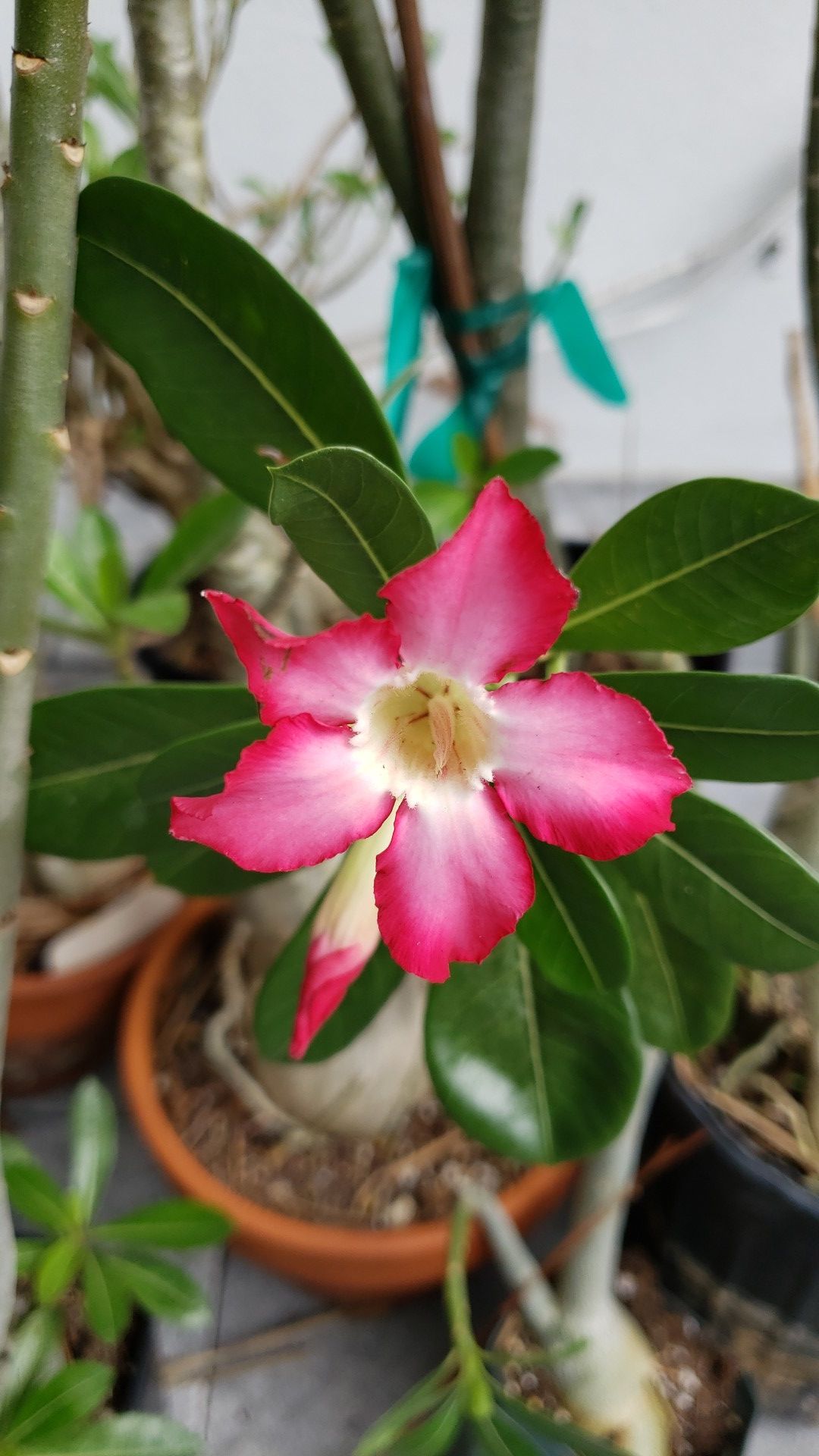 Desert rose plants