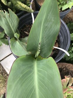 Lanpazy Suculentas
