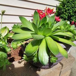 Hens & Chicks Succulents 