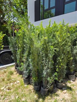 podocarpus 6 to 7 feet tall Instant Privacy Hedge For Fence Green Full Ready for planting  minimum qty 30+