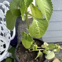 Plectranthus Amboinicus ( Cuban Oregano). Plant