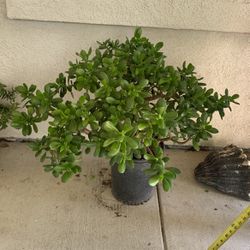 Live  5 Gallon Large Jade Plant 