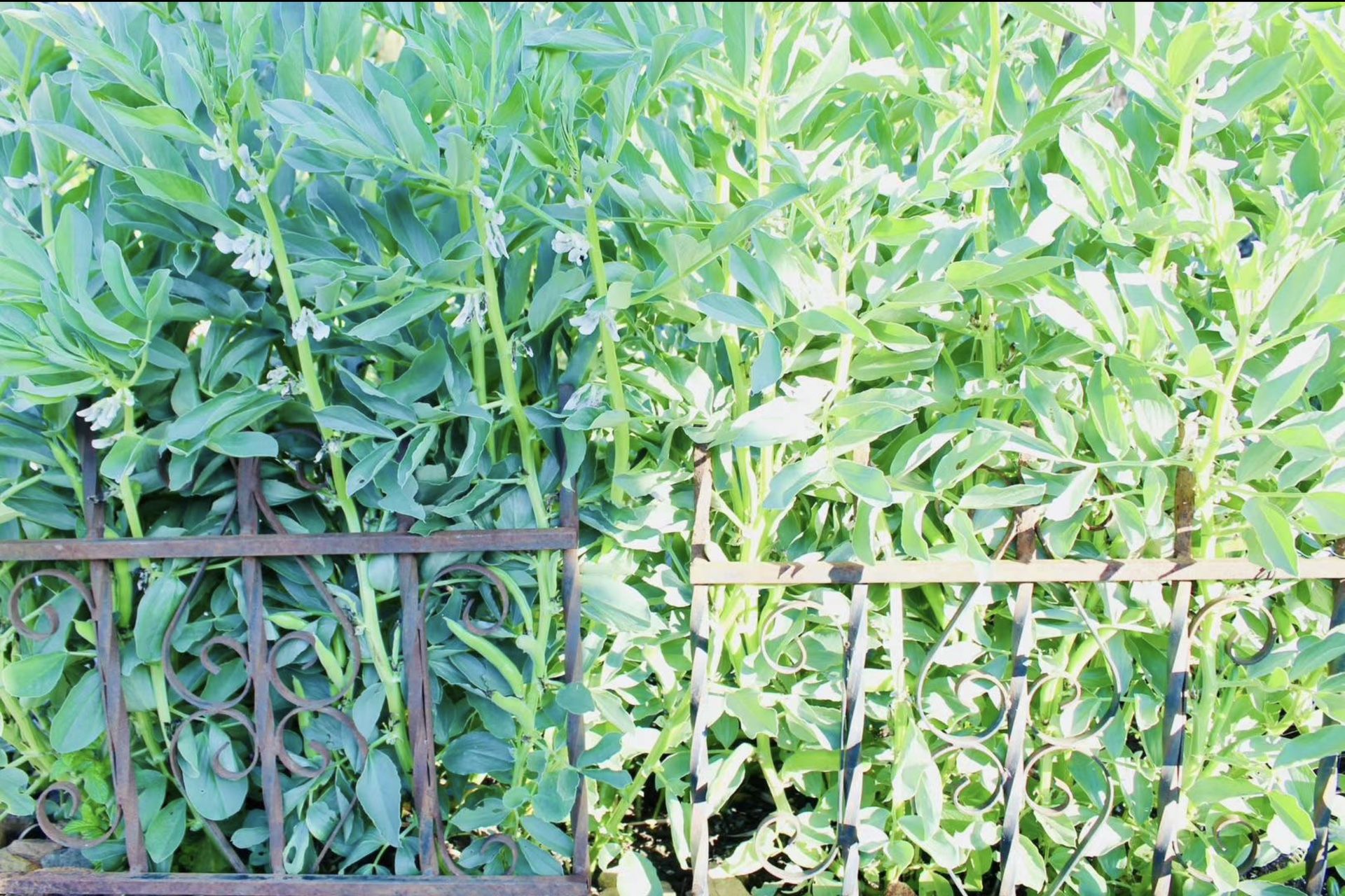 Vintage Heavy Duty Wrought Iron Fence
