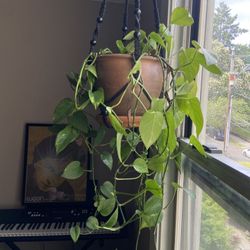 Pothos Hanging Indoor Plant In Rustic Pot 