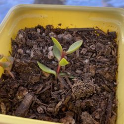 Jade starts