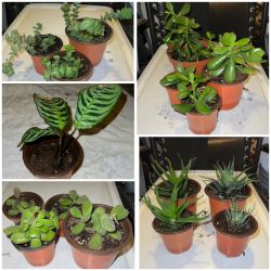 PLANTS - Succulents & Cactus