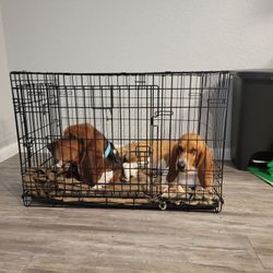 Crate Kennel Dog Cage