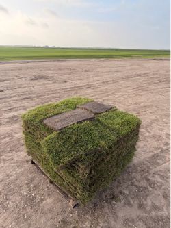 Zoysia grass