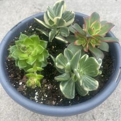 Succulents Variety 