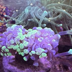 Fake HammerAquarium Decoration 