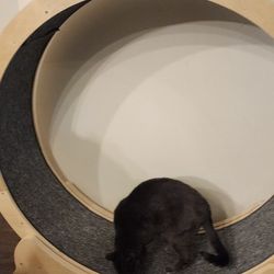 Carpeted Wooden Cat Wheel