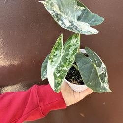 4” Alocasia Frydek Variegated