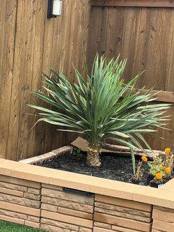 Full grown Yucas