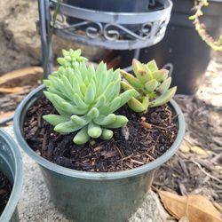 $ 10 Sucedáneo  sedum plant 