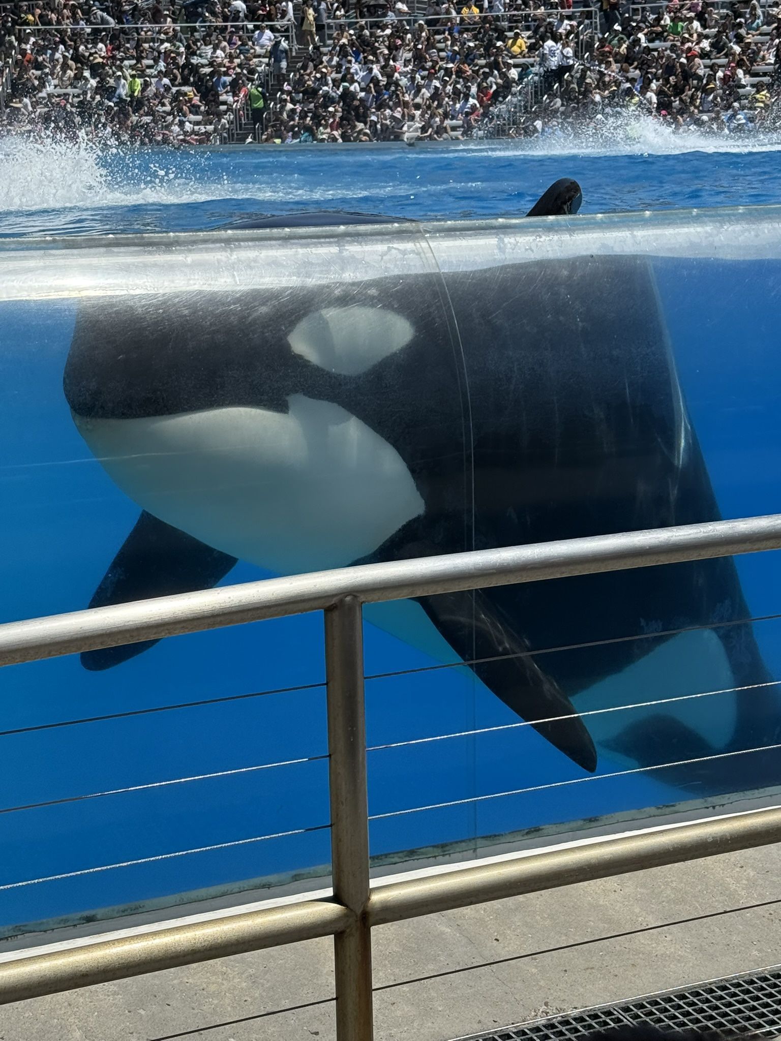 Sea World 1 Day Pass
