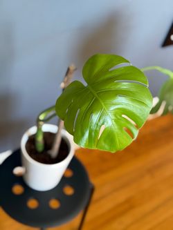 Monstera plant